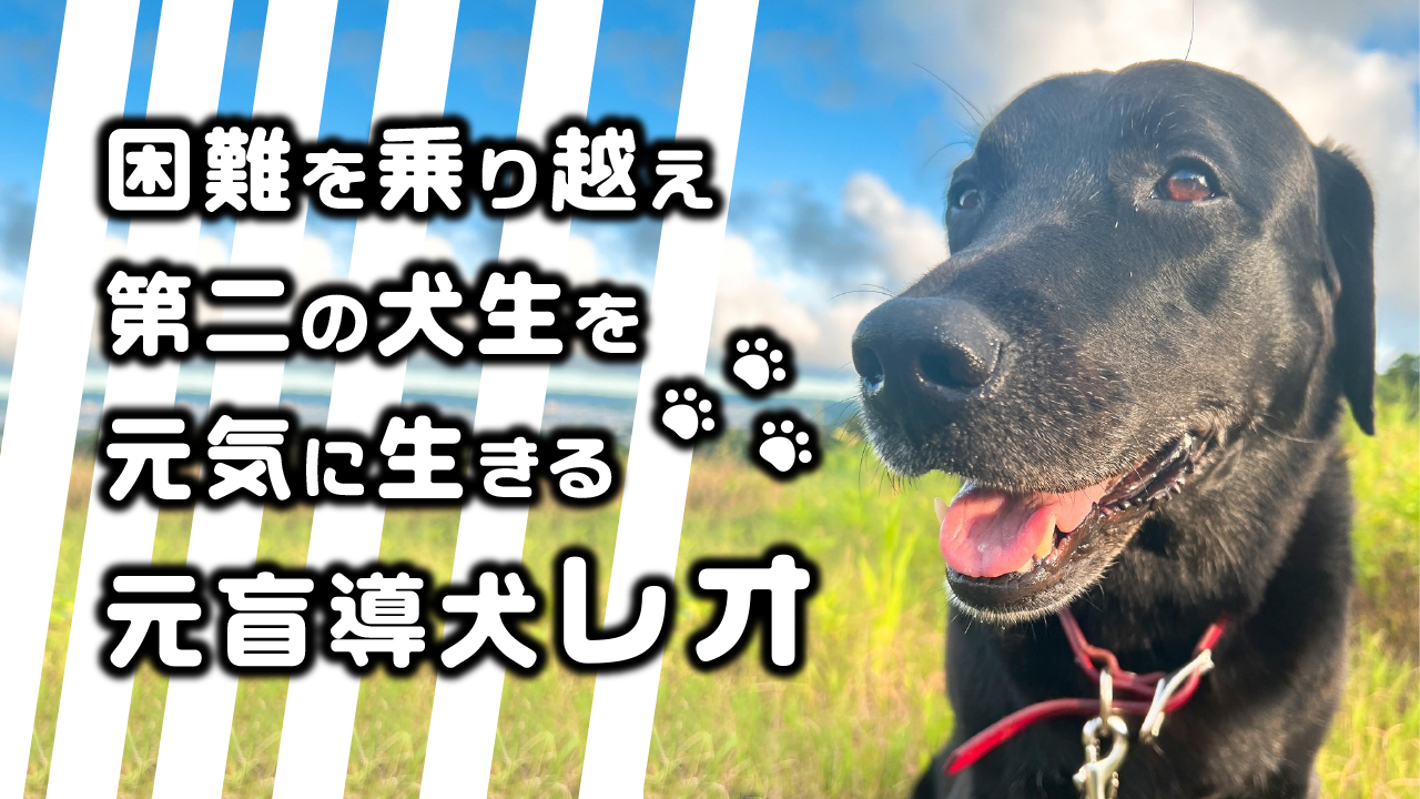 レオのカバー画像